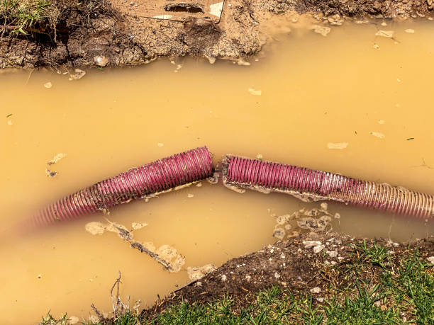 Best Local water damage restoration  in Wapello, IA